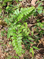Microlepia marginata bipinnata