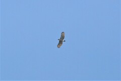 Nisaetus nipalensis