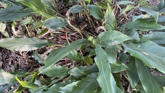Alpinia japonica