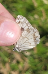 Melanargia halimede
