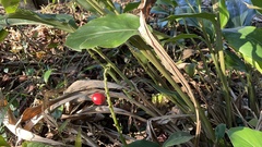 Alpinia japonica