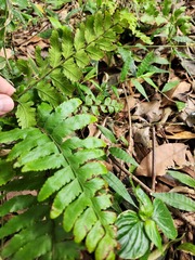 Microlepia marginata bipinnata