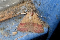 Phytometra viridaria