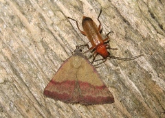 Phytometra viridaria