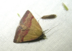 Phytometra viridaria