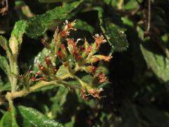Linochilus tenuifolius