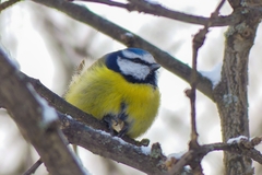 Cyanistes caeruleus