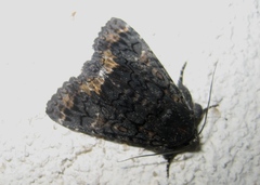 Catephia alchymista