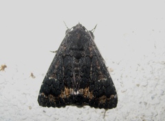 Catephia alchymista