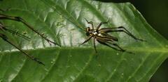 Nisitrus
