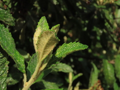 Linochilus tenuifolius