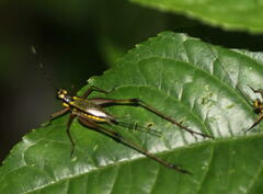 Nisitrus