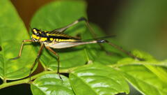 Nisitrus