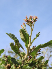 Linochilus tenuifolius