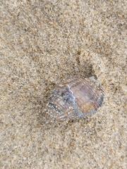 Tritia reticulata