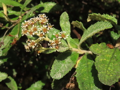 Linochilus tenuifolius