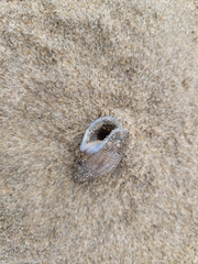 Tritia reticulata
