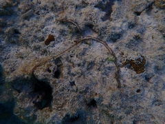 Metabonellia haswelli