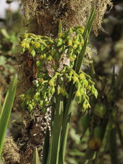 Epidendrum bogotense
