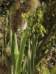 Epidendrum bogotense