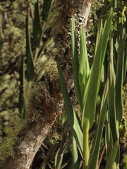 Epidendrum bogotense