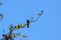 Dicrurus hottentottus