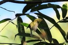 Phylloscopus omeiensis