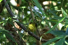 Phylloscopus omeiensis