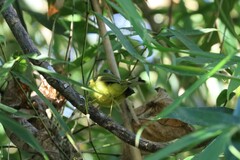 Phylloscopus omeiensis