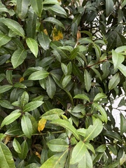 Laurus nobilis