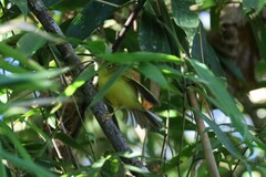 Phylloscopus omeiensis