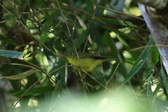 Phylloscopus omeiensis