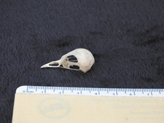 Turdus merula