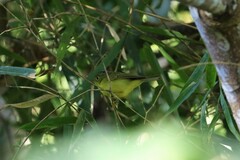Phylloscopus omeiensis
