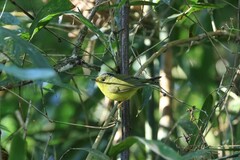 Phylloscopus omeiensis