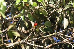Aethopyga gouldiae