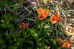 Podolobium procumbens