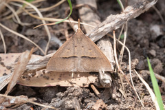 Epidesmia hypenaria