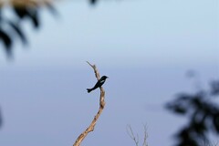 Dicrurus hottentottus