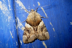 Catocala fulminea