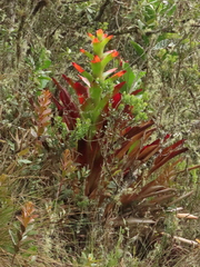 Guzmania
