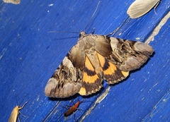 Catocala fulminea