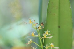 Bulbophyllum gymnopus