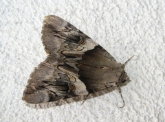 Catocala fulminea