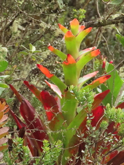 Guzmania
