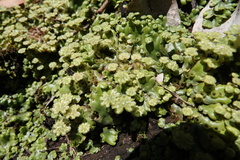 Marchantia