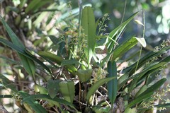 Bulbophyllum gymnopus