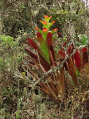 Guzmania