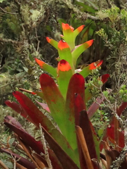Guzmania