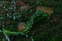 Egeria densa
